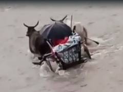 
      
      MP: Man crosses river on bullock cart to take wife to hospital
      
      