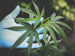 
    People who use cannabis are more prone to consume nicotine, too
    