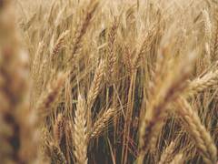 
      
      'Severe' heatwave in China puts autumn harvest at risk  
      
      