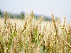 
      
      Agricultural diversity has positive impact on food security
      
      