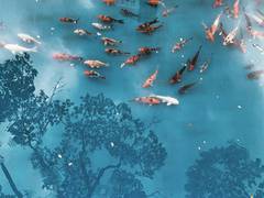 
      
      Climate change increasing frequency of fish mass extinctions
      
      