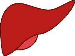 
      
      Vital role of immune cells in liver regeneration identified
      
      