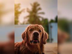 
    Research reveals dogs cry when they reunite with owners
    