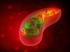 
      
      Shape-shifting mitochondria play important in stem cell function
      
      