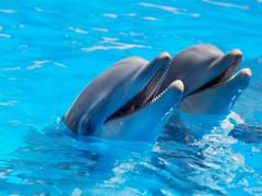 
    Dolphins have largest alliance network outside of humans
    
