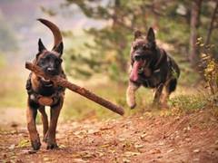 
      
      Soon dogs to be 'extra eyes', couriers for CRPF in combat zones
      
      