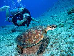 
      
      ASU study: Over 1.1 million sea turtles poached in past 3 decades
      
      