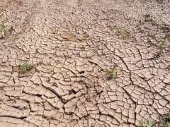
      
      China's drought threatens raise in carbon taxes 
      
      