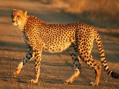 
      
      Cheetah Project to take off on PM's B'Day
      
      
