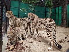 
      
      PM Modi to release cheetahs in Kuno on his birthday
      
      