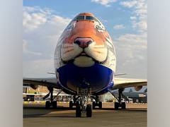 
      
      Tiger-faced customised jet in Namibia to bring cheetahs
      
      