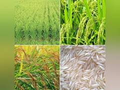 
      
      Pesticide's use did not affect basmati rice export: CCFI 
      
      