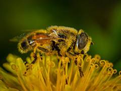 
      
      Tropical insects are extremely sensitive to changing climates
      
      
