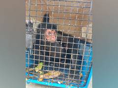 
      
      3 wildlife animals rescued, suspected to be smuggled from Myanmar
      
      
