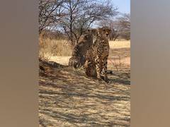 
      
      Modi govt's efforts to conserve wildlife brought positive results
      
      