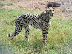
      
      People need to wait a few months to see Cheetahs at the Kuno Park
      
      