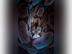 
      
      Study finds pythons to be choke artists
      
      