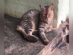 
      
      Missing cat reunites with family in Kerala after 2 years
      
      