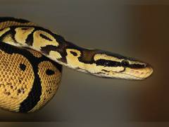 Check out how Burmese Pythons eat such big prey