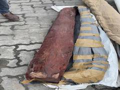 
      
      DRI, Customs seize 10,230 kg red sandalwood, worth about Rs 6 cr
      
      