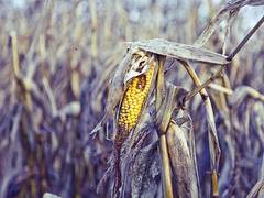 
      
      Crop damage caused in Ukraine war may increase global food costs
      
      