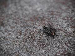 
      
      Study suggests more attention on synanthropic flies
      
      