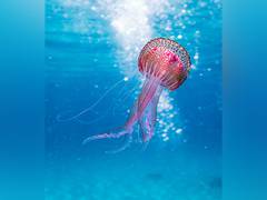 
      
      Research: Climate change may impact marine environments badly
      
      