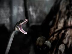 
      
      Scientists discover three new ground snake species in Ecuador
      
      