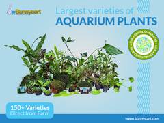 
      
      Kerala based aquarium plant farm introduces range of plants
      
      