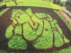 
      
      Agriculturist creates paddy art 
      
      