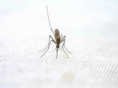 
      
      Study: Malaria spike linked to amphibian die-off
      
      