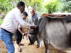 
      
      2,203 cows vaccinated against lumpy virus in Mumbai
      
      