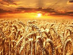 
      
      Convergence, capacity building key policy areas for farm sector
      
      