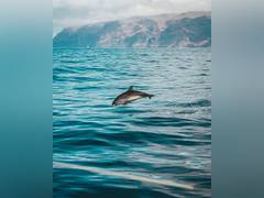 
      
      Climate change to affect marine life more than we can imagine
      
      