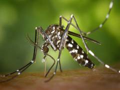 
      
      Increase in malaria infection is linked to amphibian extinction
      
      