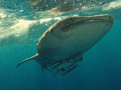 
    New study demonstrates how whales protect their brains
    
