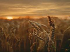 
      
      Yogi govt to buy Bajra, Maize and Barley from farmers at MSP
      
      