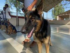
      
      'Super Sniffer' dog squad to protect cheetahs from poachers
      
      