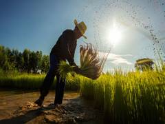 
      
      ADB pledges USD 14 billion for food security in Asia and Pacific 
      
      