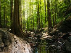 
      
      Research: In a warmer rainforest, trees get overheated
      
      