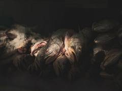 
      
      Dead fish breathes new life into the evolutionary origin of fins
      
      