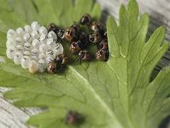 
      
      Climate change can greatly expand invasive stink bug habitat
      
      
