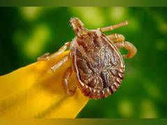 
      
      Researchers find how ticks weaken skin's defense function
      
      
