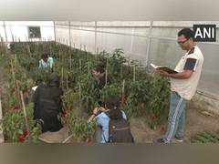 
      
      Multi-coloured capsicums introduced by agricultural university
      
      