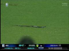 
      
      Snake was enjoying match, wanted to have closer look: Saikia
      
      