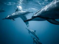 
      
      Sound reveals giant blue whales dance with the wind to find food
      
      
