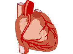 
      
      Researchers identify protein partners that repair cardiac muscle
      
      