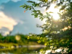 
      
      Daylight hours impact opioid receptor levels in brown fat: Study
      
      