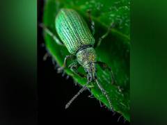 
      
      Microbial enzymes are the key to pectin digestion in leaf beetles
      
      