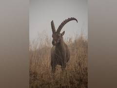 
      
      Geneticists discover new wild goat subspecies via ancient DNA
      
      